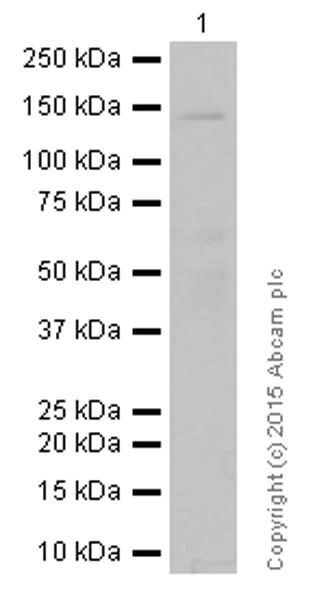 Western blot - Anti-Raptor antibody [EP539Y] (AB40768)