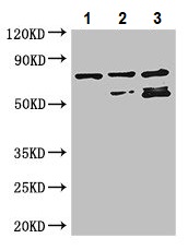 Western blot - Anti-RARS antibody (AB236788), expandable thumbnail
