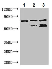 Western blot - Anti-RARS antibody (AB236788)