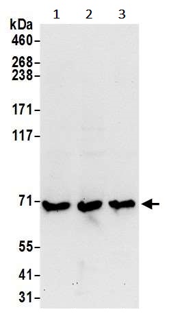 Western blot - Anti-RARS antibody (AB241085)