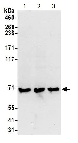 Western blot - Anti-RARS antibody (AB241085)