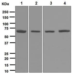 Western blot - Anti-RARS antibody [EPR6298] - BSA and Azide free (AB248245)
