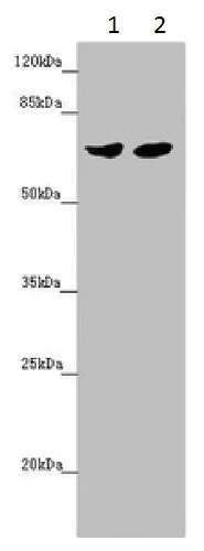 Western blot - Anti-RARS2 antibody (AB230274)