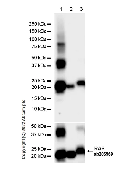 Western blot - Anti-RAS antibody [18/Ras] - BSA and Azide free (AB307739)