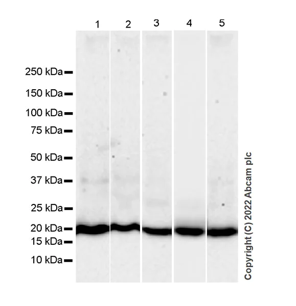 Western blot - Anti-RAS antibody [18/Ras] - BSA and Azide free (AB307739)