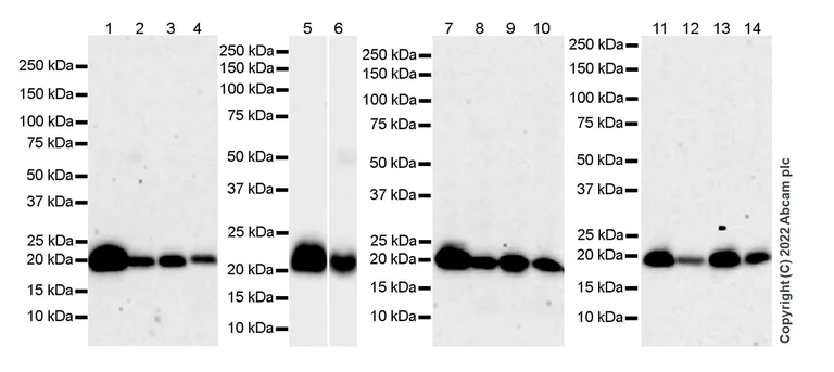 Western blot - Anti-RAS antibody [18/Ras] - BSA and Azide free (AB307739)