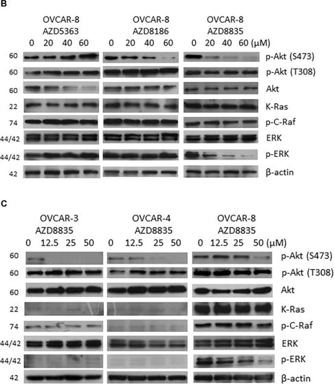 Western blot - Anti-Ras antibody (AB180772)