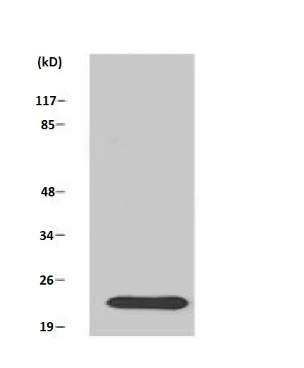 Western blot - Anti-Ras antibody (AB196630)