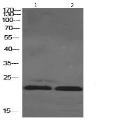Western blot - Anti-Ras antibody (AB196630)