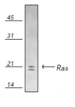 Western blot - Anti-Ras antibody (AB69747)
