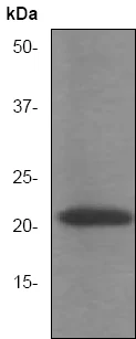 Western blot - Anti-Ras antibody [EP1125Y] (AB52939)