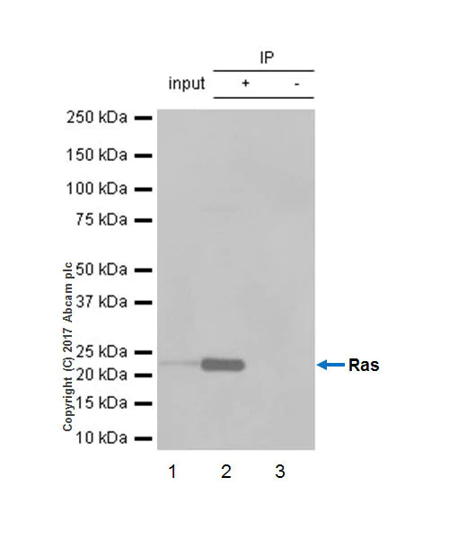 Immunoprecipitation - Anti-Ras antibody [EP1125Y] - BSA and Azide free (AB271848)