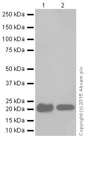 Western blot - Anti-Ras antibody [EPR18713-13] (AB206969)
