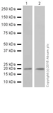 Western blot - Anti-Ras antibody [EPR18713-13] (AB206969)
