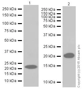 Western blot - Anti-Ras antibody [EPR18713-13] (AB206969)