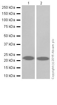Western blot - Anti-Ras antibody [EPR18713-13] (AB206969)