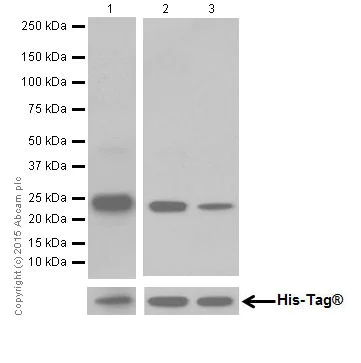 Western blot - Anti-Ras antibody [EPR18713-13] (AB206969)
