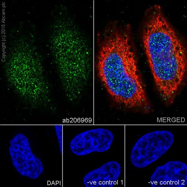 Immunocytochemistry/ Immunofluorescence - Anti-Ras antibody [EPR18713-13] - BSA and Azide free (AB238444)