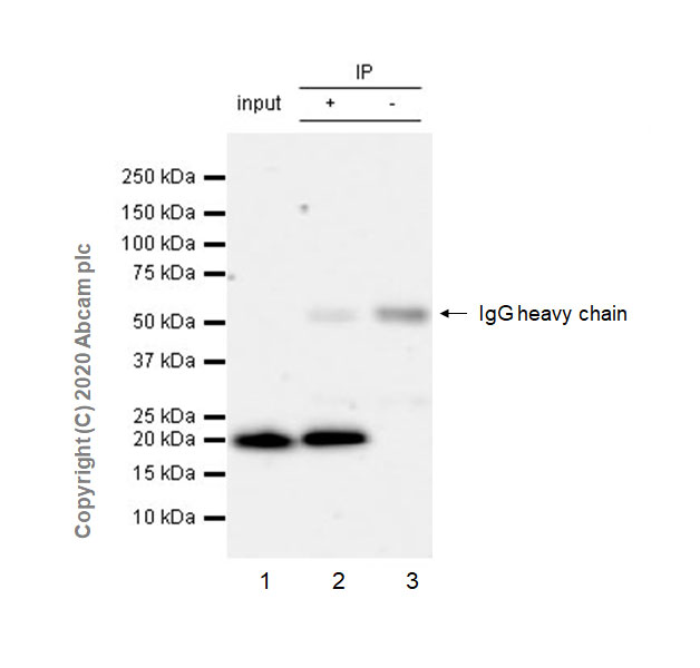 Immunoprecipitation - Anti-Ras antibody [EPR23474-20] (AB275875), expandable thumbnail