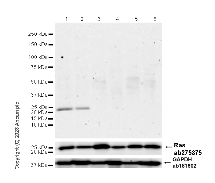 Western blot - Anti-Ras antibody [EPR23474-20] (AB275875)