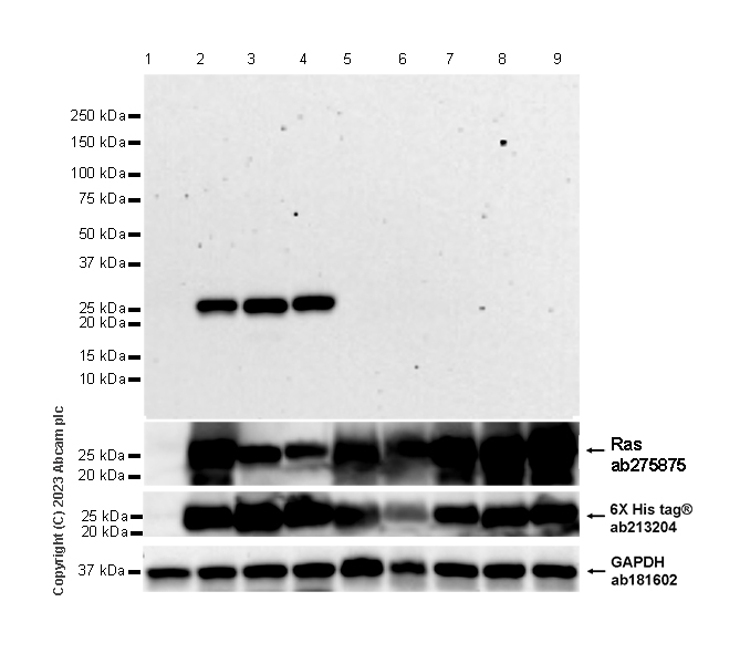 Western blot - Anti-Ras antibody [EPR23474-20] (ab275875), expandable thumbnail