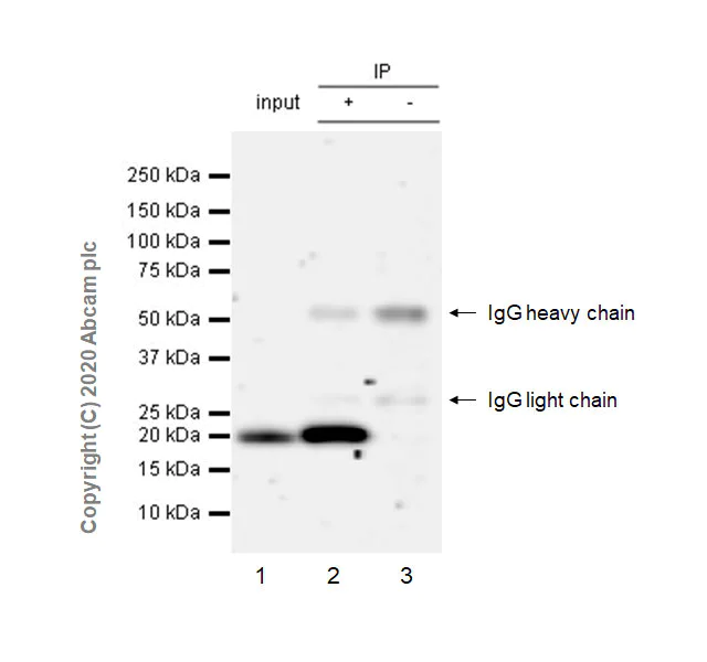 Immunoprecipitation - Anti-Ras antibody [EPR23474-20] - BSA and Azide free (AB275884)