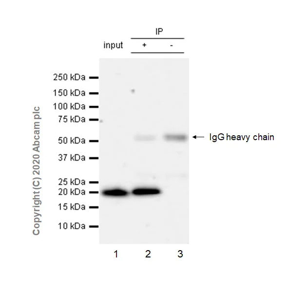 Immunoprecipitation - Anti-Ras antibody [EPR23474-20] - BSA and Azide free (AB275884)