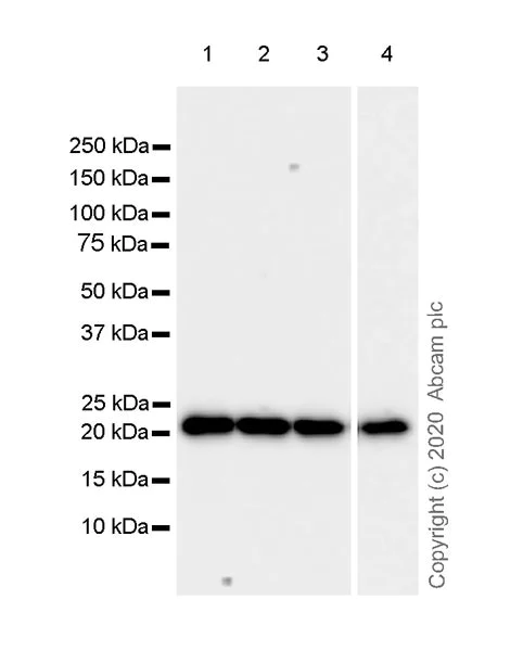 Western blot - Anti-Ras antibody [EPR23474-20] - BSA and Azide free (AB275884)