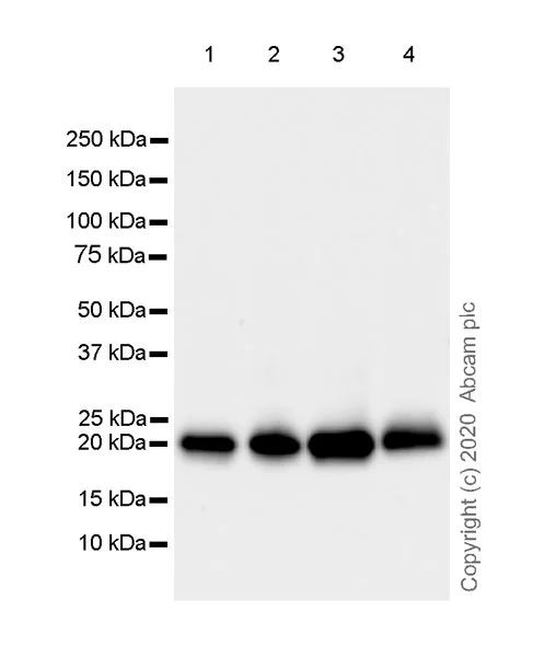 Western blot - Anti-Ras antibody [EPR23474-20] - BSA and Azide free (AB275884)