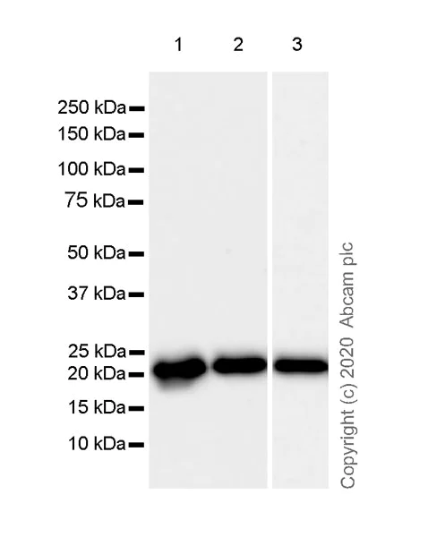 Western blot - Anti-Ras antibody [EPR23474-20] - BSA and Azide free (AB275884)