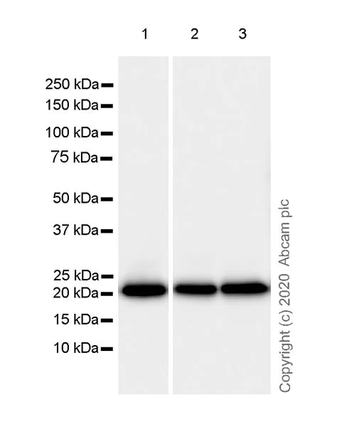 Western blot - Anti-Ras antibody [EPR23474-20] - BSA and Azide free (AB275884)