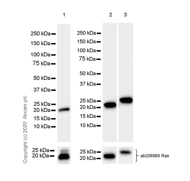 Western blot - Anti-Ras antibody [EPR23474-20] - BSA and Azide free (AB275884)