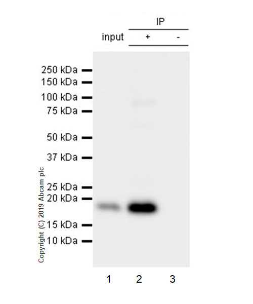 Immunoprecipitation - Anti-Ras antibody [EPR3255] (AB108602), expandable thumbnail