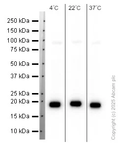 Western blot - Anti-Ras antibody [EPR3255] (AB108602)