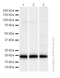 Western blot - Anti-Ras antibody [EPR3255] (AB108602), expandable thumbnail