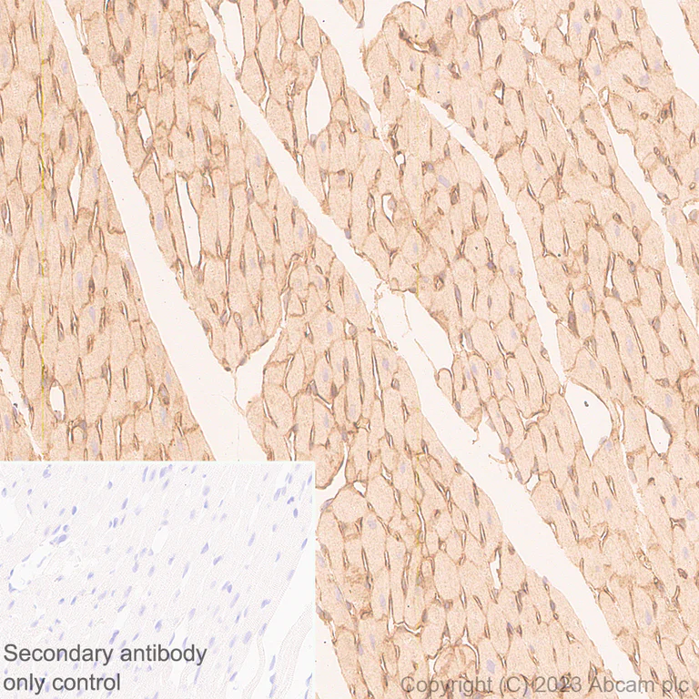 Immunohistochemistry (Formalin/PFA-fixed paraffin-embedded sections) - Anti-Ras antibody [EPR3255] - BSA and Azide free (AB209974)