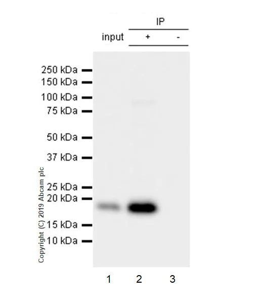 Immunoprecipitation - Anti-Ras antibody [EPR3255] - BSA and Azide free (AB209974)