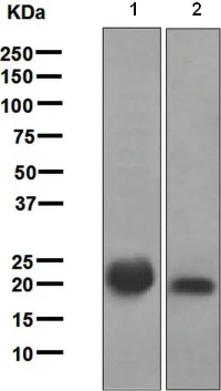 Western blot - Anti-Ras antibody [EPR3255] - BSA and Azide free (AB209974)