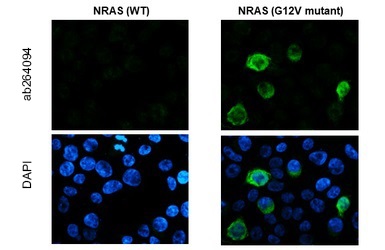 Immunocytochemistry/ Immunofluorescence - Anti-Ras (mutated G12V) antibody (AB264094)