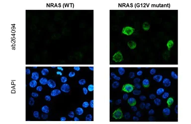 Immunocytochemistry/ Immunofluorescence - Anti-Ras (mutated G12V) antibody (AB264094)
