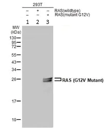 Western blot - Anti-Ras (mutated G12V) antibody (AB264094)