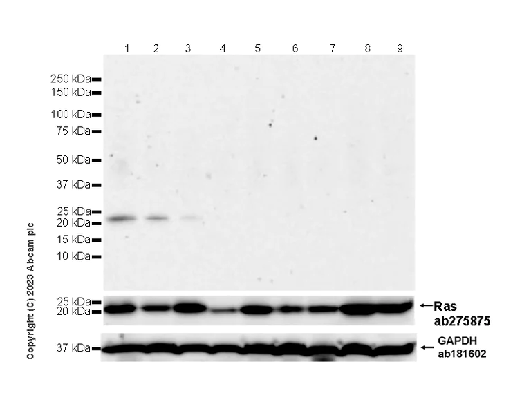 Western blot - Anti-RAS (mutated G12V) antibody [EPR26090-62] (AB313698)