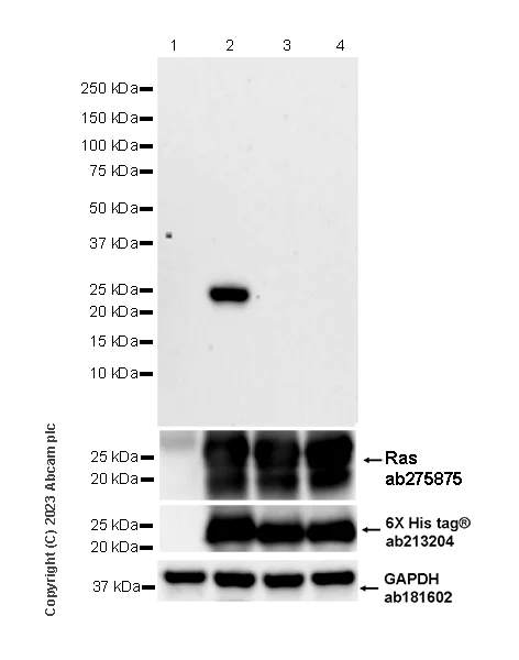 Western blot - Anti-RAS (mutated G12V) antibody [EPR26090-62] (AB313698)