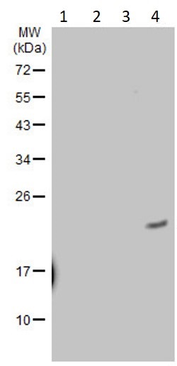 Western blot - Anti-Ras (mutated G12V) antibody [HL169] - BSA and Azide free (AB289374), expandable thumbnail