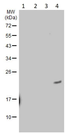 Western blot - Anti-Ras (mutated G12V) antibody [HL169] - BSA and Azide free (AB289374)