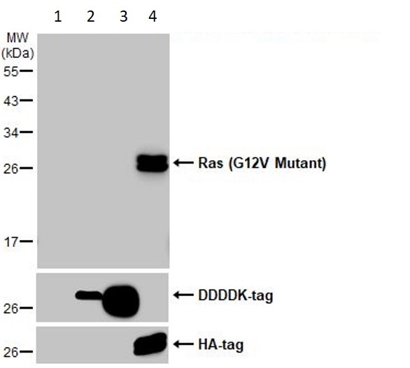 Western blot - Anti-Ras (mutated G12V) antibody [HL169] - BSA and Azide free (AB289374), expandable thumbnail