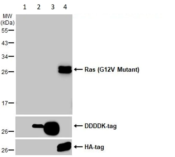 Western blot - Anti-Ras (mutated G12V) antibody [HL169] - BSA and Azide free (AB289374)