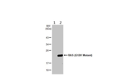 Western blot - Anti-Ras (mutated G12V) antibody [HL169] - BSA and Azide free (AB289374), expandable thumbnail