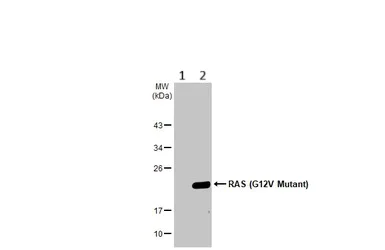 Western blot - Anti-Ras (mutated G12V) antibody [HL169] - BSA and Azide free (AB289374)