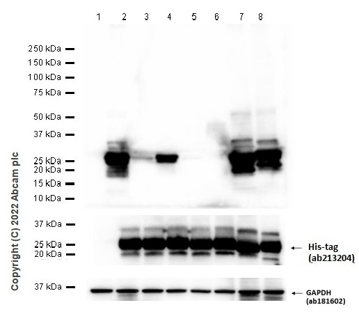 Western blot - Anti-Ras (mutated Q61) antibody [EPR20278] (AB222516)